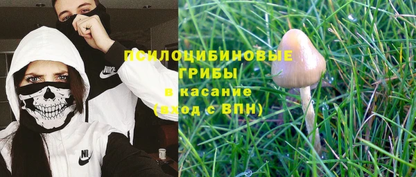 PSILOCYBIN Белокуриха